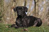 CANE CORSO 1361
